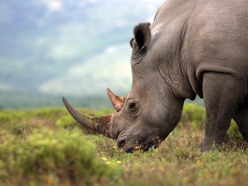 estinzione rinoceronte