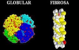 globular proteins and fibrous proteins