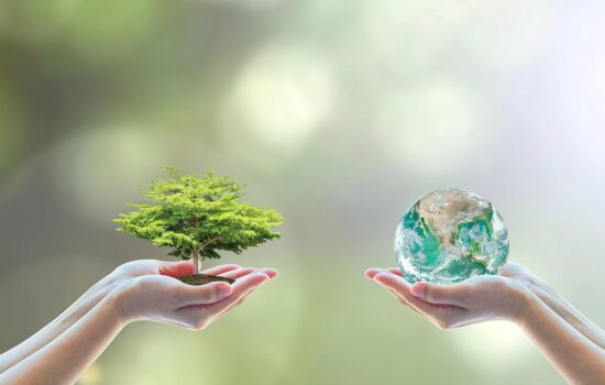 seta biologica bozzoli fibra seta da certificazione biologica seta biologica a favore della terra