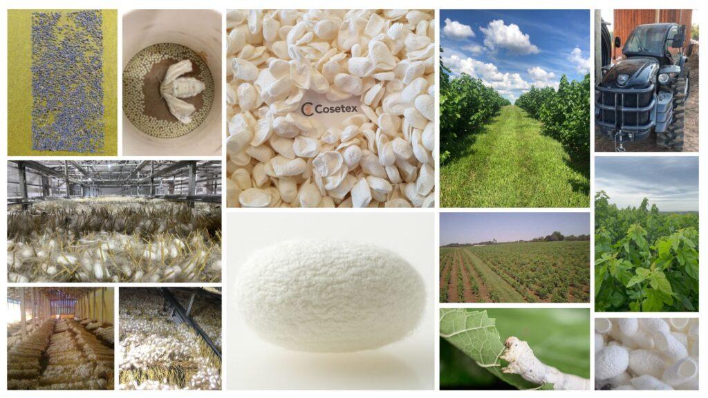 Filiera produttiva seta da agricoltura biologica