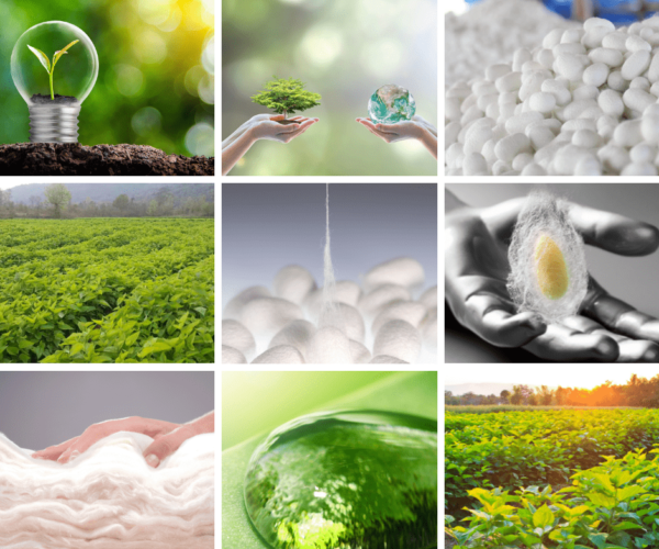 seta-biologica-bozzoli-fibra-seta-sistema-produttivo sistema produttivo seta certificata e biologica