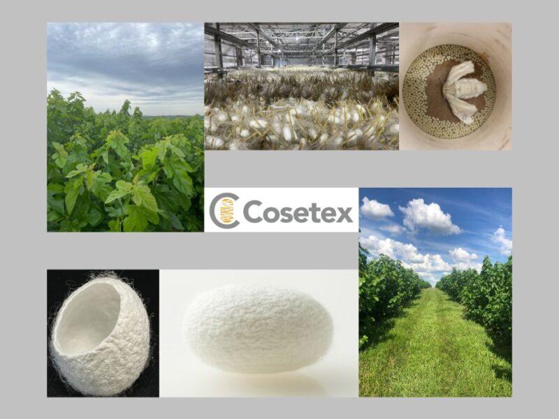 biological fibres from mulberry tree