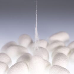 Filato e filo di seta naturale. filo Filo di seta da bozzolo di seta