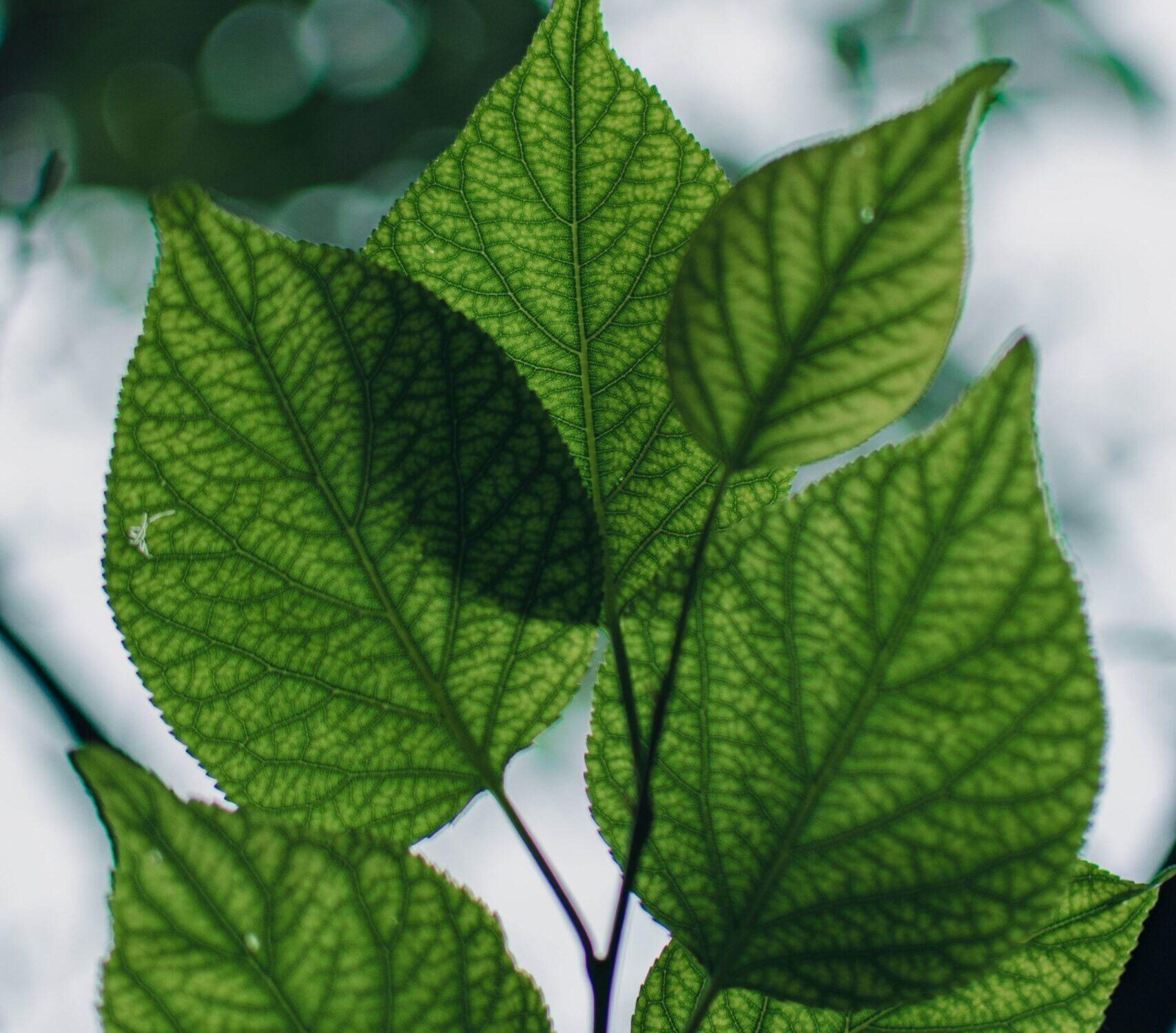 foglie albero del Gelso