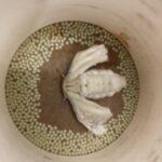 farfalla bombyx mory