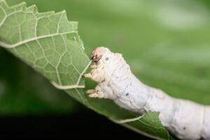 mulberry silkworm